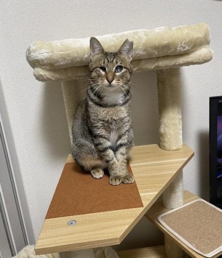 キャットタワーで決めポーズ