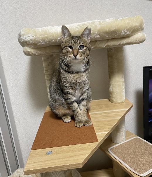 キャットタワーで決めポーズ