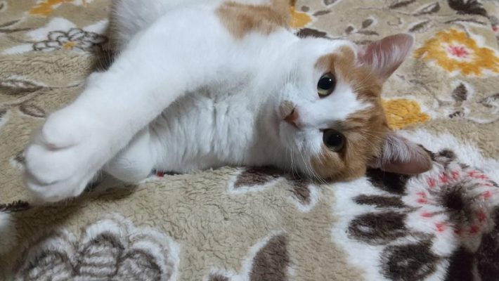 家族をまとめてくれる存在に