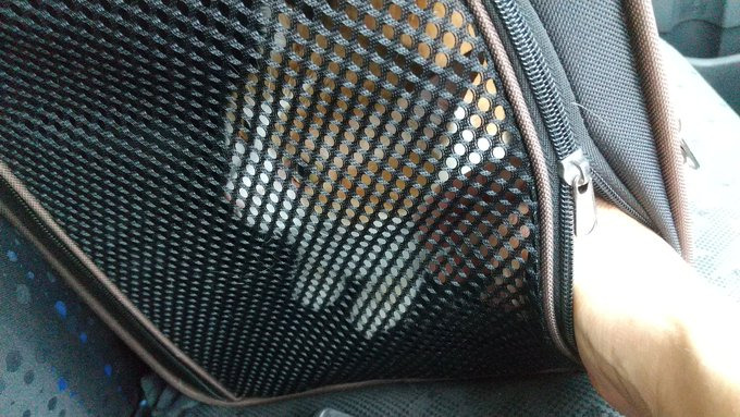 キャリーケースに入るまで3時間