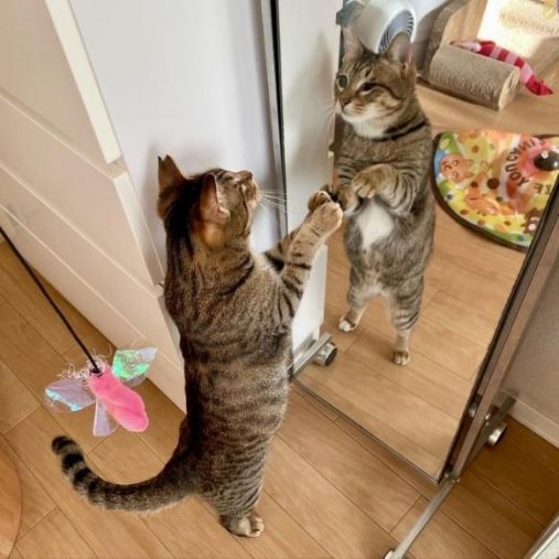 鏡の中の自分が気になることも