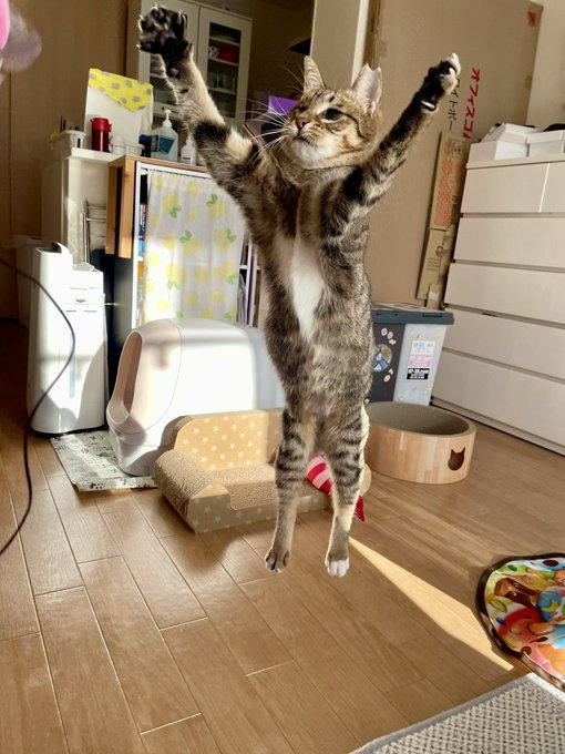 ジャンプが大得意