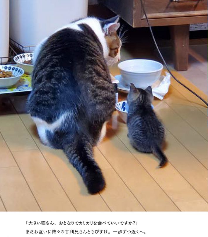 大きい猫さんたちとお近づきに