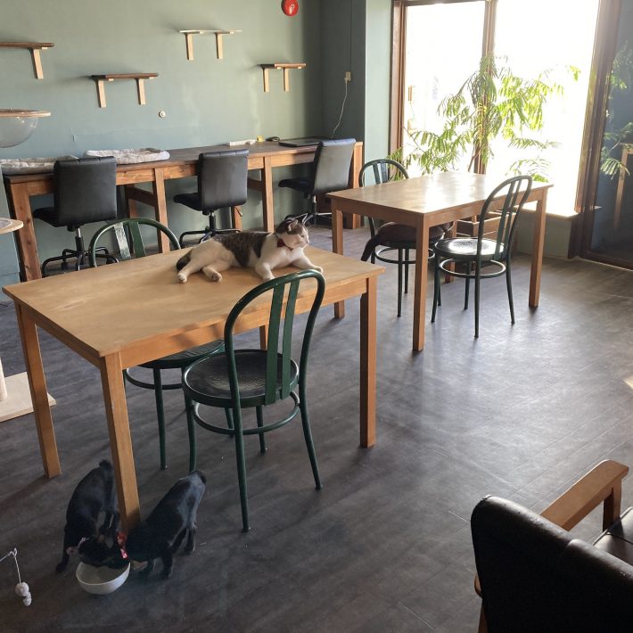 猫たちが好む静かで落ち着いた環境も確保できる