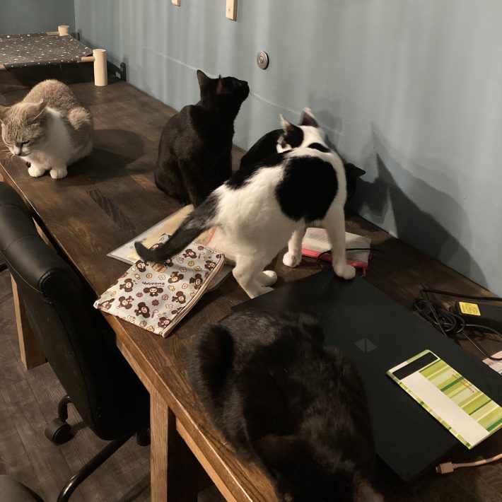 「necohara」が広く知られることで行政を動かしたい