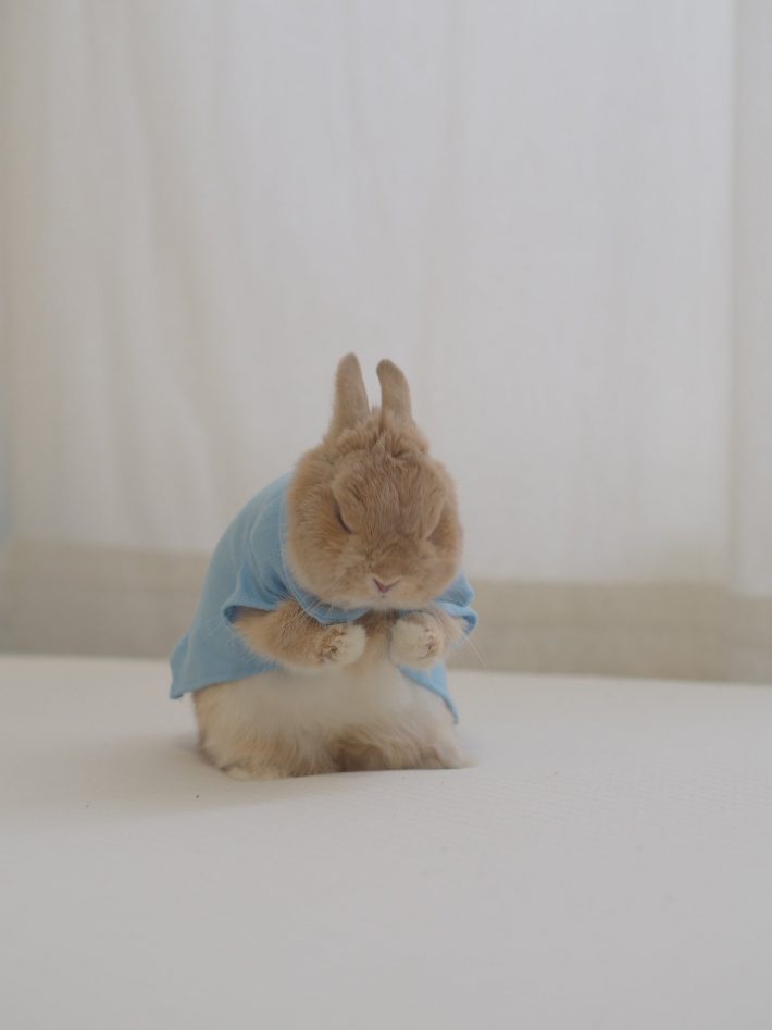 まるで絵本の世界…！“実写版ピーターラビット”すぎるうさぎがかわいい