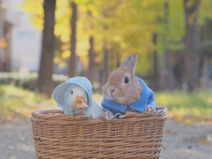 撮影に行った公園で出会った近所のアヒルさんと友達になったかんぺいちゃん