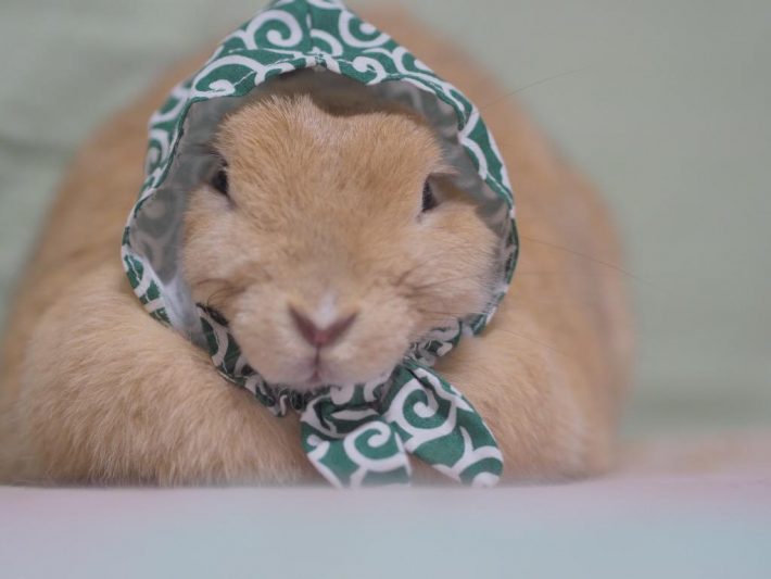 だーやまさんちのクッキーさん