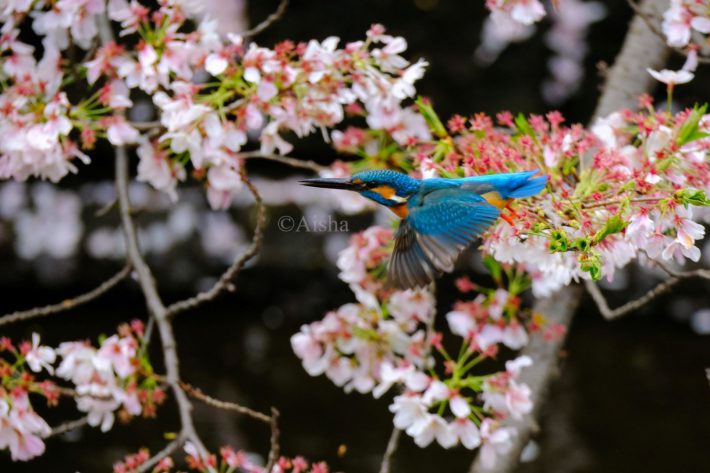 ピューンとすごい早さで横っ飛びするところを撮りました