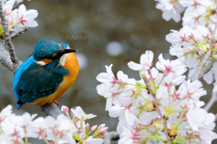 桜の花を見上げているような「お花見カワセミ」