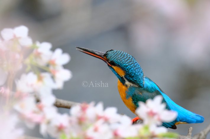 桜の枝にとまったカワセミ。ちょんと尾羽を上げているところがかわいいです