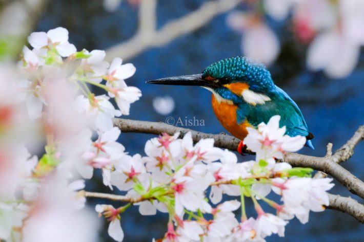 背景の川の青も意識して撮りました