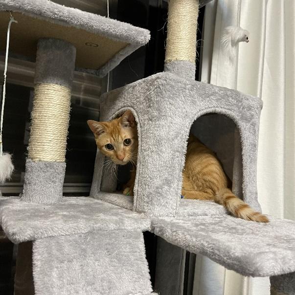 キャットタワーに登る様子