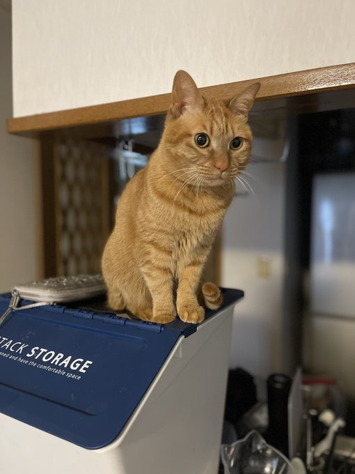 朝食のまぐろトッピング待機中