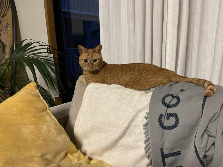 ソファでくつろぐ姿