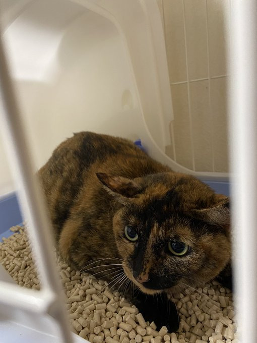 家に来た日のちび太ちゃん