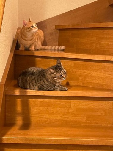 先住猫とはほどよい距離