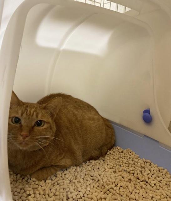 お迎えして間もない頃の、みーちゃん