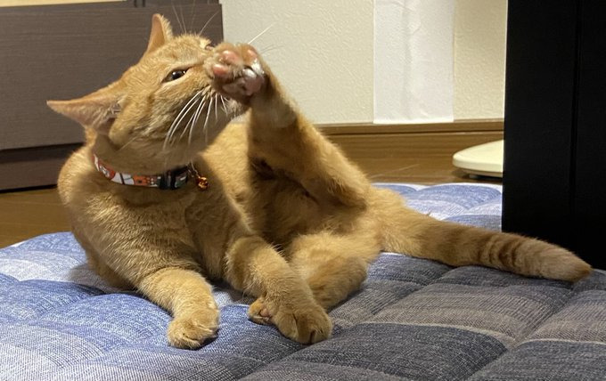 おうちに慣れ始めた頃