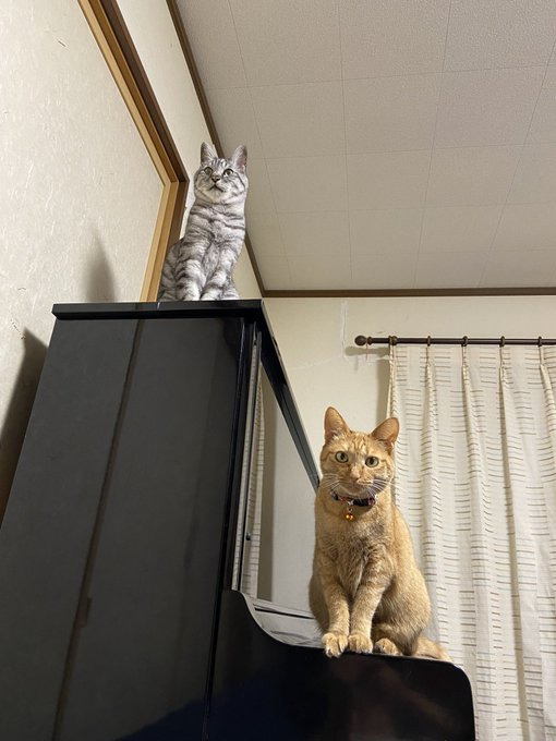 ピアノの上でポージング