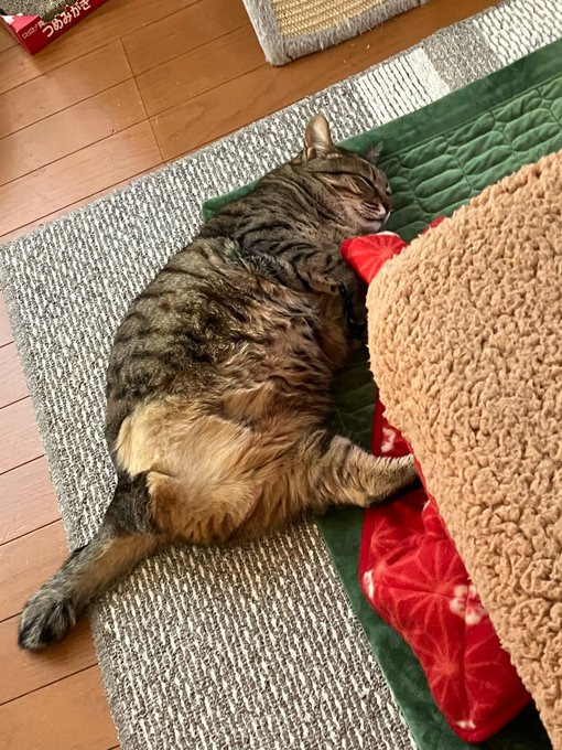 ぐっすりな姿がかわいい