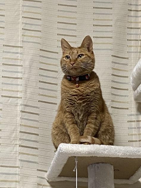 キャットタワーを楽しむ姿