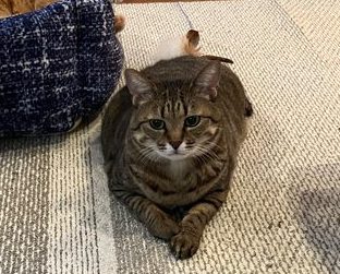 キジトラのパリちゃん