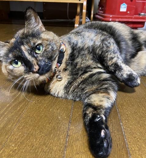 ギリギリの距離でゴロン