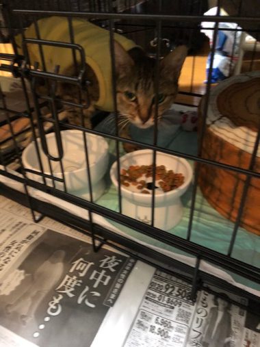 手術後のパリちゃん