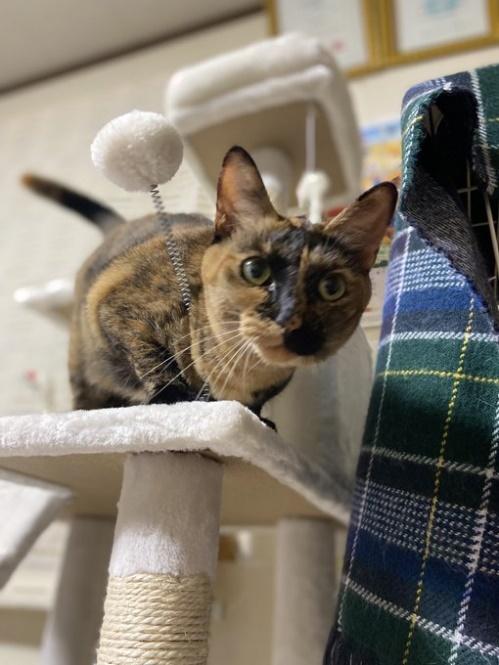 キャットタワーからのぞき込むちび太