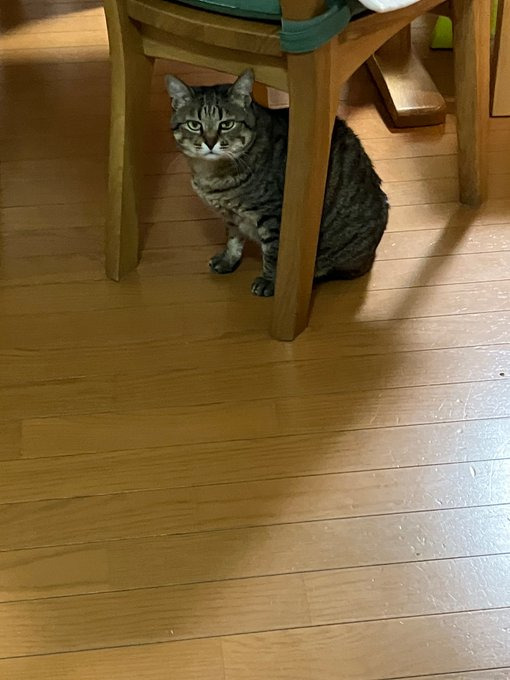 様子を見にきたパリちゃん