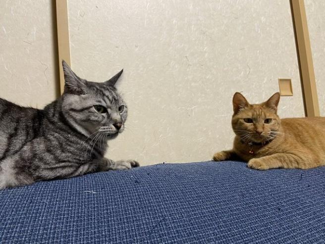 向かい合う2匹