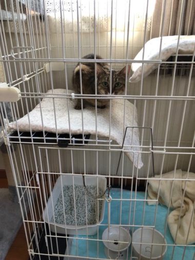 ケージの中のパリちゃん