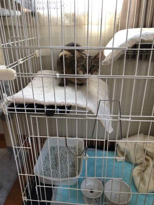 ケージの中のパリちゃん