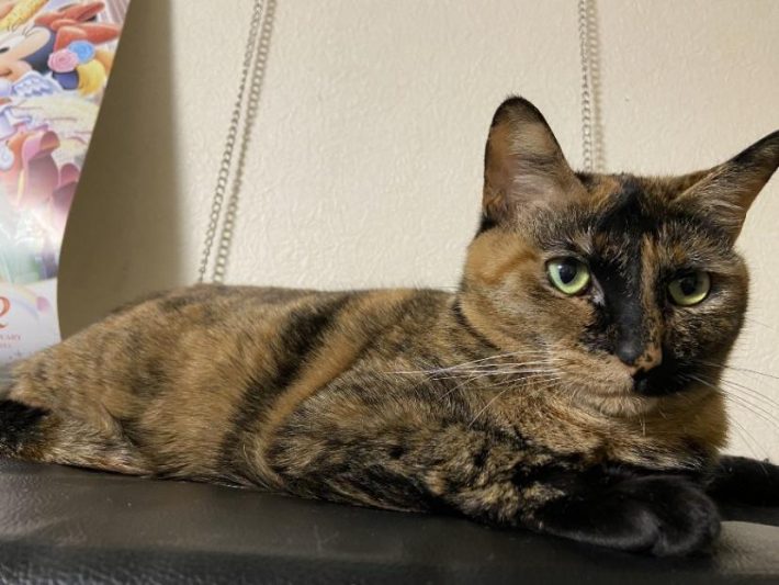 男の子だと思われていた、ちび太ちゃん