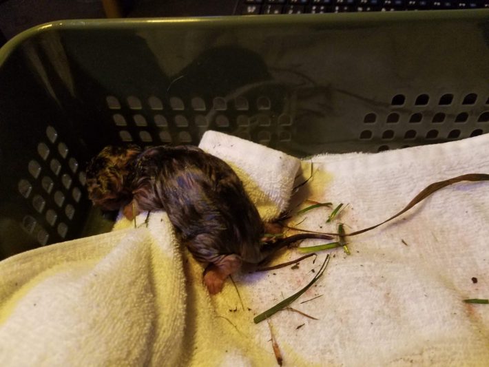 泥だらけの子猫