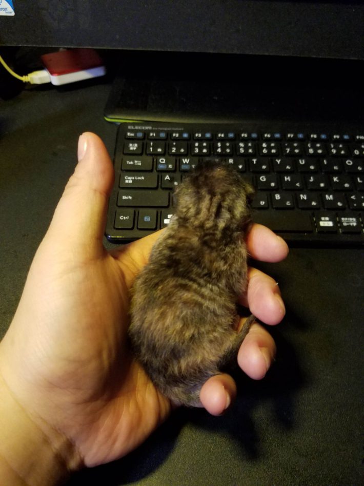 手のひらより小さい子猫