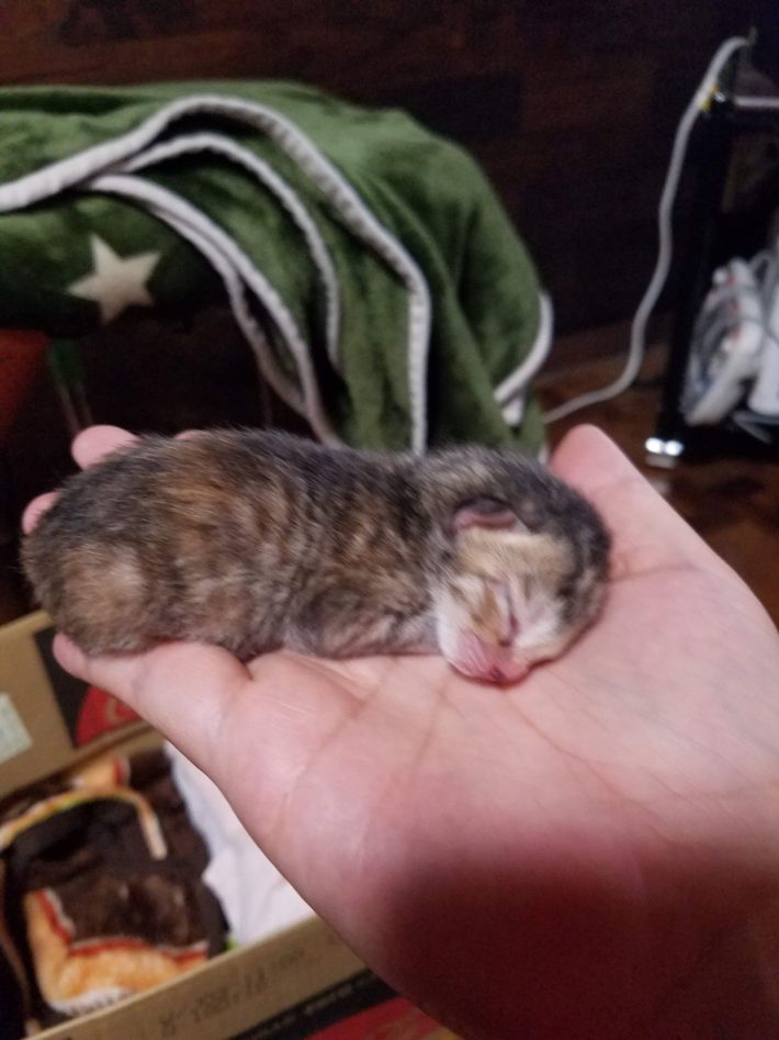 乾かしてもらった子猫