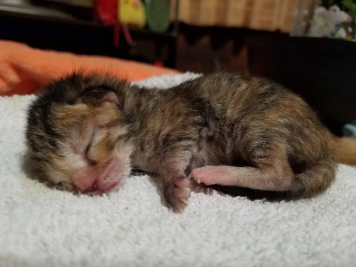 タオルに横たわる子猫