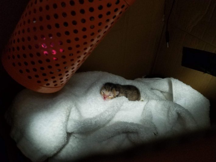 段ボールの中の子猫