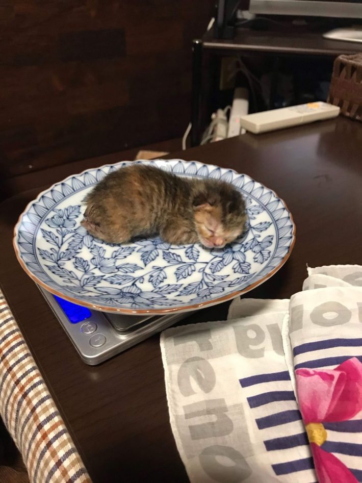 醤油皿に載せられた子猫