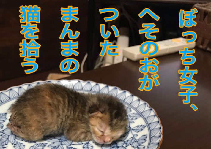 ぼっち女子、赤ちゃん猫を拾う