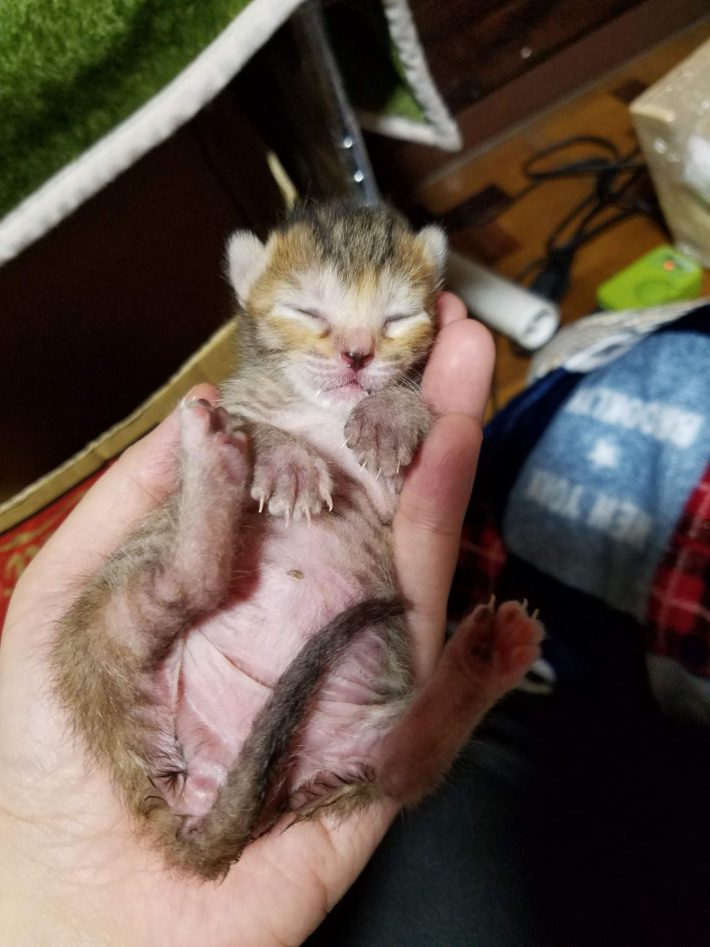 小さくてもシルエットはちゃんと猫