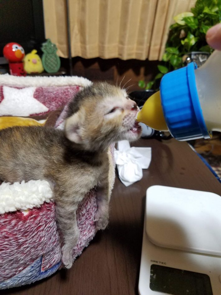 ミルクを飲む子猫