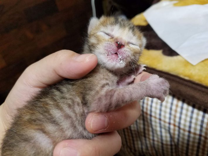 口の周りをミルクまみれにして寝る子猫