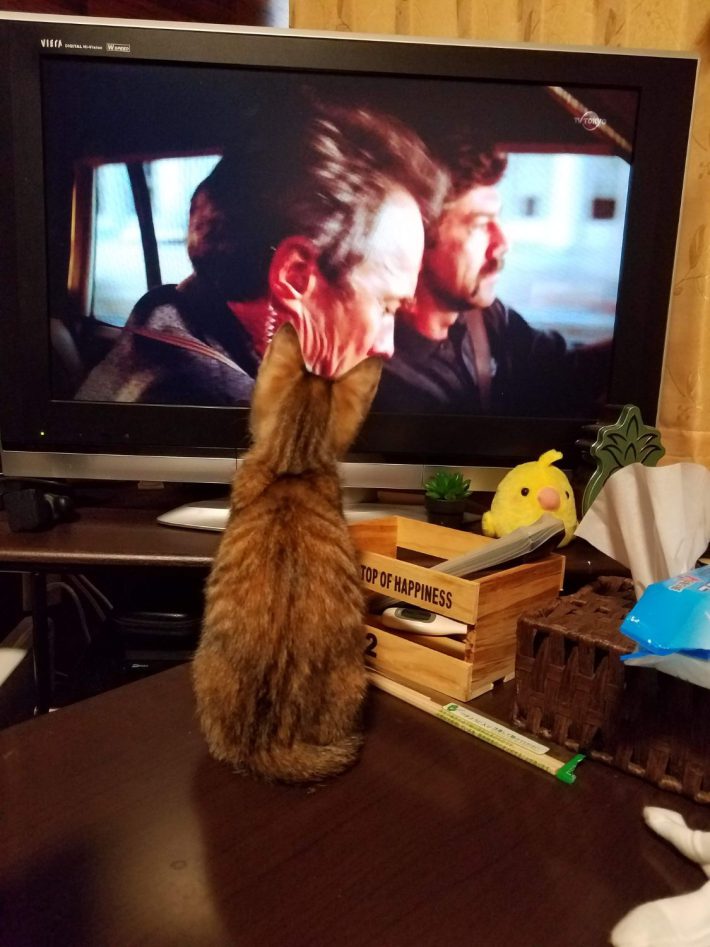 テレビに近づく子猫