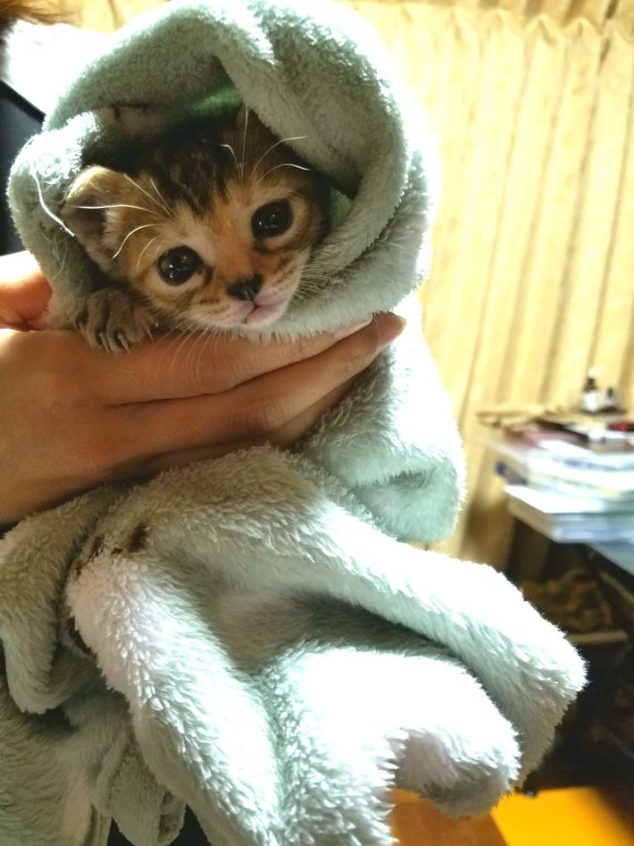 きゅるんとした表情