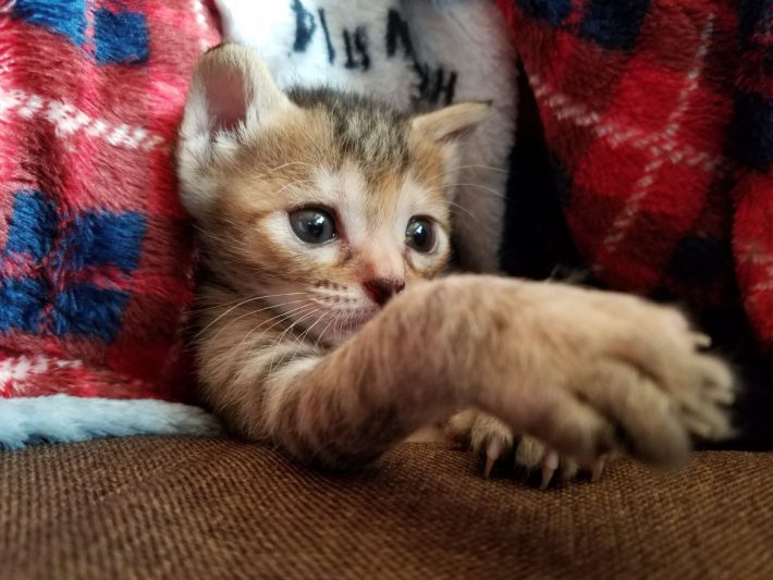 きゅるんとした表情