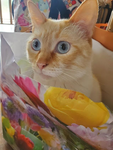 おだしまゆきえさんの猫