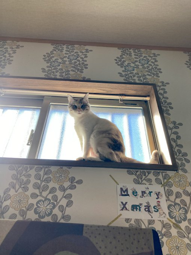 ルールーちゃん